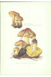 Pilze - Claus Caspari : Schwefel-Ritterling. Tricholoma sulphureum (Bull. ex Fr. ) Kummer  - Offset-Lithographie von C. Caspari.
