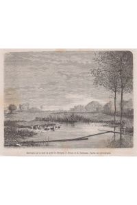Orig. Holzstich - Marècages sur le bord du golfe du Mexique. - Dessin de E. Guillaume, d'apres une photographie.