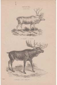 Orig. Holzstich: Deer. Reindeer. Elk or Moose deer.   - R. Tarandus. A. Palmatus.