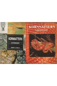 Konvolut 2 Titel: Kornnattern. // Kornnattern im Terrarium.