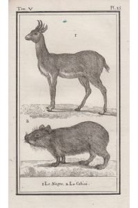 Orig. Kupferstich: Le Nagor, Le Cabiai, Riedbock, Capybara, Pl. 15.   - Aus einem zoologischen Atlas in französischer Sprache.