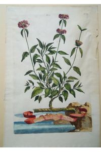 Verbascum salviae folio arborescens flore luteo. Original kolorierter Kupferstich um 1696. Plattenmaß ca. 32 x 21 cm. Blattgröße ca. 38, 5 x 25 cm.