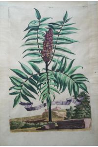 Sumach Arbor. Original kolorierter Kupferstich um 1696. Plattenmaß ca. 32 x 21 cm. Blattgröße ca. 38, 5 x 25 cm.