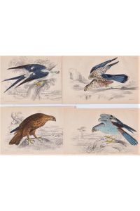 Rough legged Buzzard. Merlin. Nauclerus. Ash coulored Harrier. 4 kolorierte Orig. Stahlstiche von Lizars nach Stewart, 1830.