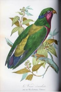 Histoire naturelle des oiseaux suivant la classification de Isidore Geoffroy-Saint-Hillaire avec l'indication de leurs moeurs et de leurs rapports avec les arts, le commerce et l'agriculture.