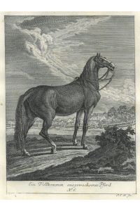 Ein Vollkommen ausgewachsenes Pferd. Pferd nach rechts.