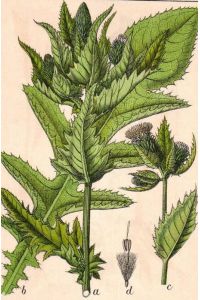 1. Seite: Kohl-Distel, Carduus oleraceus; mit 1 Detailzeichnung; Rückseite: Acker-Distel, Carduus arvensis; mit 8 Detailzeichnungen