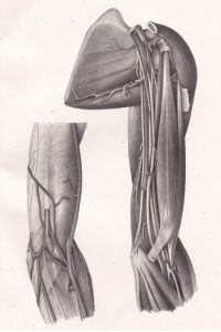 Anatomische Tafel. Beugefläche des Oberarmes