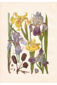 Iris Sibirica / Sibirische Schwertlilie