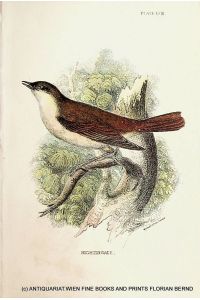 Nightingale / common nightingale, rufous nightingale or simply nightingale / Luscinia megarhynchos / Nachtigall