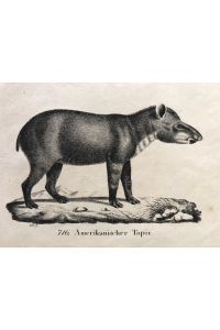 Amerikanischer Tapir, Neue Bildergallerie für die Jugend, 1834, VII. Band, Tafel 716. / VII. 5.