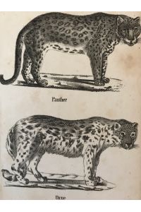 Panther (Leopard) und Unze (Schneeleopard), Taf. XLVIL