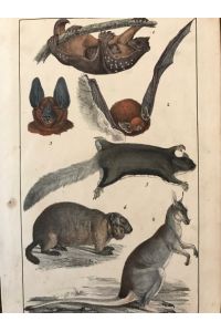 Tierfarblithographie von verschiedenen Beuteltieren (Känguru). Fledermäusen, Flughörnchen etc.