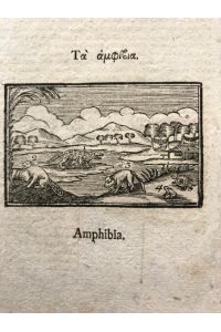 Orbis pictus, S 69/70, XXXI. , Latein/ Griechisch: Insecta/ Amphibia - selten!