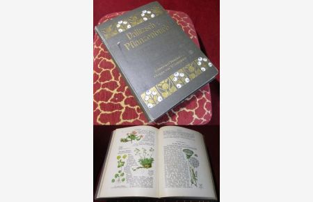 Pflanzenbuch mit in den Text eingedruckten farbigen Abbildungen. Ein Lehrbuch der Botanik zum Gebrauch im Freiem und in der Schule.