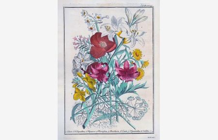 Blumenstrauß (Bouquet - Bunch of Flowers). Orig. Kupferstich auf Büttenpapier, altkoloriert, in der Platte signiert: B. Cole sculp. , c. 1760.