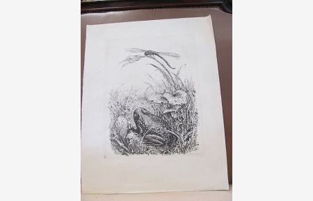 Libelle und Kröte ( auch Zwiesprache oder die Begegnung tituliert ). Original-Lithographie, rechts unten von Weber in Bleistift signiert, links unten mit dem roten Stempel der Clan-Presse. j