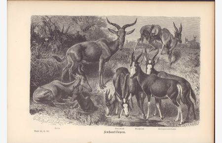 Kuhantilopen. Stahlstich von 1877.   - Lora - Buntbock - Blägbock - Senegalantilope