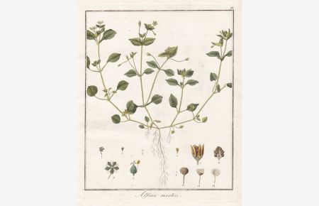 Alsine media - Vogelmiere chickweed Heilpflanzen medicinal plants Botanik Botanical Botany