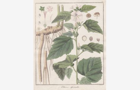 Althaea officinalis - Eibisch Heilpflanzen medicinal plants Botanik Botanical Botany
