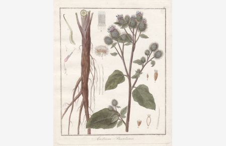 Arctum Bardana - Klette Heilpflanzen medicinal plants Botanik Botanical Botany
