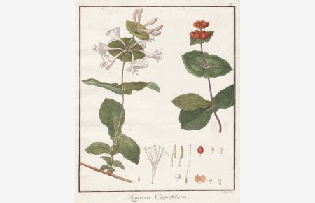 Lonicera Caprifolium - Gartengeißblatt honeysuckle Geißblatt woodbine Heckenkirsche Heilpflanzen medicinal plants Botanik Botanical Botany
