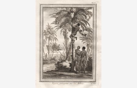Negres grimpans sur les Arbres - West Africa palm trees Palmen climbing native people