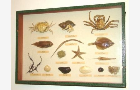 Schaukasten mit Meeresgetier der Nord- und Ostsee. Krebse, Fische, Muscheln und Schnecken. 15 präparierte und montierte Meerestiere in der Größe ca. 2 bis 11 cm.