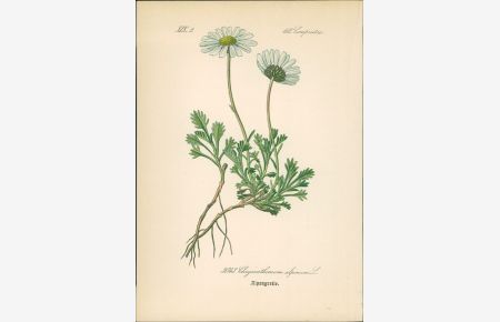 Chromolithographie : Alpengretle. Gewöhnliche Alpenmargerite. Chrysanthemum alpinum L.   - Compositae. Syn. Pyrethrum alpinum W. Auch: Alpenwucherblume.