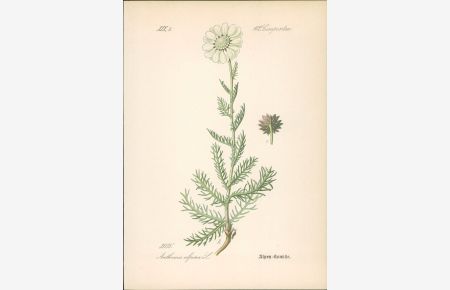 Chromolithographie : Alpenkamille. Anthemis alpina L.   - Compositae. Syn. Ptarmica oxyloba DC.