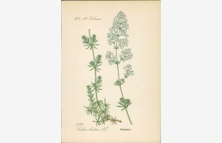 Chromolithographie : Alpenstern. Glänzendes Wiesen-Labkraut. Galium lucidum All.   - Rubiaceae. Syn. G. rigidum Vill. Auch: Glanz-Labkraut.