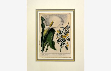 Calla Aethiopica / Coronilla emeris. [1806]. [Original Kupferstich, handkolloriert / original copper engraving, colored by hand].