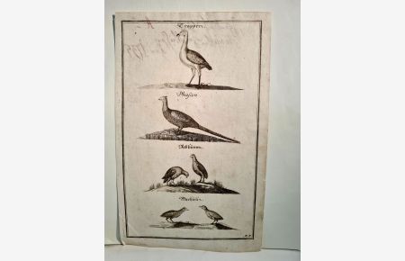 Trapper / Phasan / Rebhünner / Wachteln. Kupferstich auf dünnem Büttenpapier aus: *Der Vollkommene Teutsche Jäger* um 1735 ( laut handschriftlicher Notiz ).
