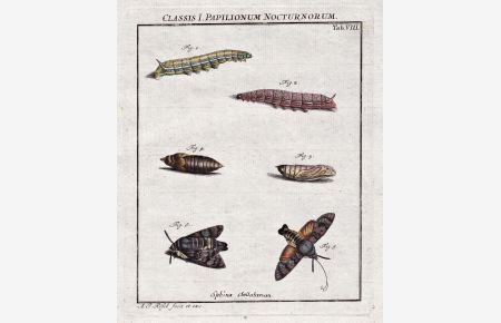 Classis I Papilionum Nocturnorum Tab VIII - Nachtfalter Motten Schmetterlinge Raupen night moth Caterpillar butterflies aus: Der Monatlich-herausgegebenen Insecten-Belustigung.
