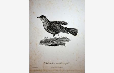 L'Alouette a calotte rousse. ( Lerche ). Kupferstich aus Francois Le Vaillant *Histoire Naturelle des Oiseaux d'Afrique* um 1805, Tome 4, Planche 198.