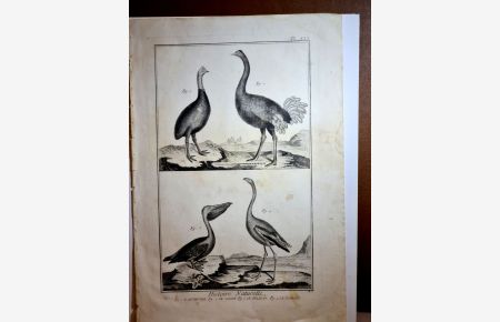 Histoire Naturelle: Fig. 1. L' Autruche, Fig. 2. Le Casoar, Fig. 3. Le Pelican, Fig. 4. Flamant - Panche XXX ( 30 ). ( Strauß - Kasuar - Pelikan - Flamingo ).