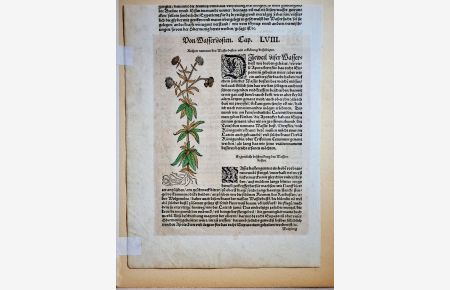Von Wasserdosten, Cap. LVIII. Rechter nammen des Wasserdosten und erklärung desseldigten. Einzelblatt eines alten Arzneibuchs um 1500 mit altkoloriertem Textholzschnitt auf Büttenpapier.