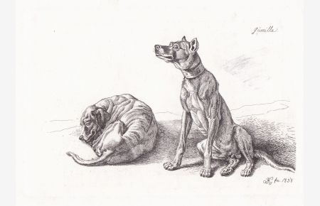 Guerilla - Hatzhund mit gestutzten Ohren und einem breiten Halsband rechts sitzend, nach links gewandt. Links daneben liegt vom Rücken gesehen ein schlafend zusammengekauerter Hund mit langen Ohren - Hund dog / Hunde dogs / chiens
