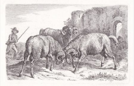 Merinos - Schafe sheep / Schaf / mouton