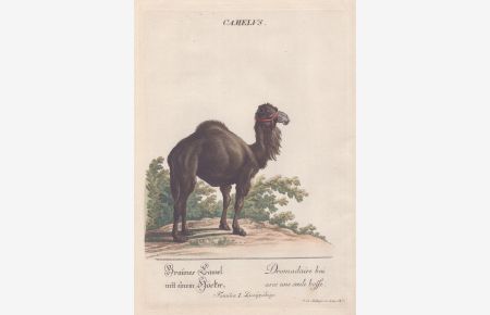 Camelus - Kamel Camel Dromedar