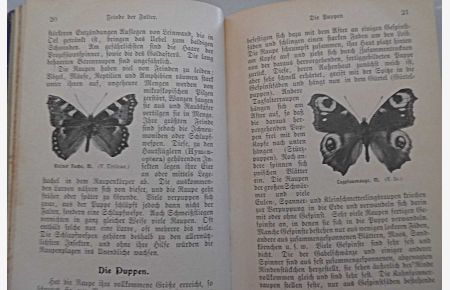 Der Schmetterlingsammler Illustrierte Taschenbücher für die Jugend (- Schmetterling