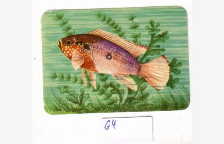 Glanzbild Roter Buntbarsch Hemichromis bimaculatus No. 99/36 made by KRÜGER in Western Germany ca 7, 2 x 5 cm