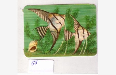 Glanzbild Segelflosser Pterophyllum scalare No. 99/36 made by KRÜGER in Western Germany ca. 7, 2 x 5 cm