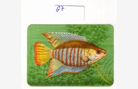 Glanzbild Gestreifter Fadenfisch Colisa fasciata No. 99/36 made by KRÜGER in Western Germany ca. 7, 2 x 5 cm