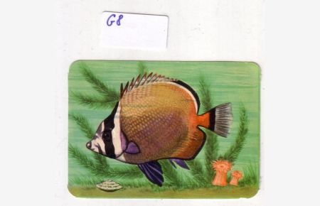 Glanzbild Brauner Seeschmetterling Chaetodon collare No. 99/36 made by KRÜGER in Western Germany ca. 7, 2 x 5 cm