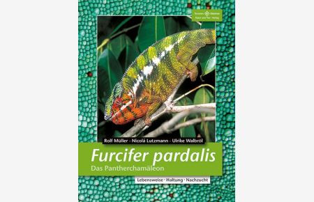 Furcifer pardalis. Das Pantherchamäleon