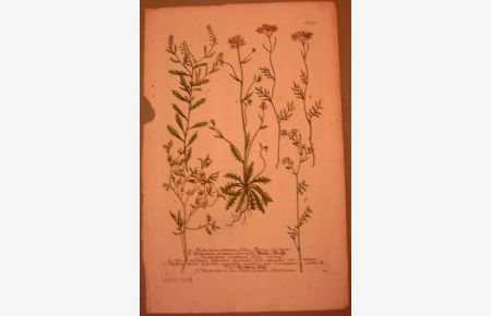 a. Nasturtium petraeumfoliis Bursae pastoris. b. Nasturtium pratense flore albo, Wiesen Kresse u. a. (Aus: Phytanthoza Iconographia. N. 752). Altkolorierter Kupferstich. 33 x 21cm (Blattgröße 39, 8 x 25, 5 cm).