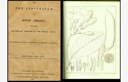 On the Apocynaceae of South America with some preliminary remarks on the whole family. With 35 plates, to illustrate the structure of the genera [Text Englisch]
