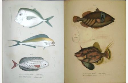 Bilder-Atlas zur wissenschaftlich-populären Naturgeschichte der Fische in ihren sämmtlichen Hauptformen. Enthaltend 193 Abbildungen.