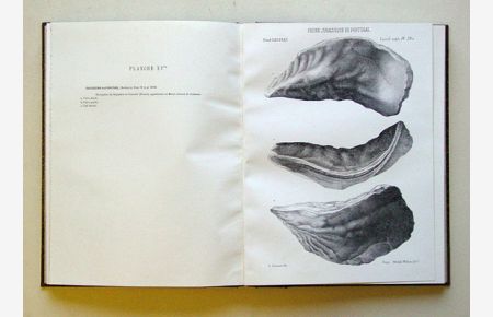 Description de la faune jurassique du Portugal. Mollusques Lamellibranches. (2 Teile in 1 Bd. ).